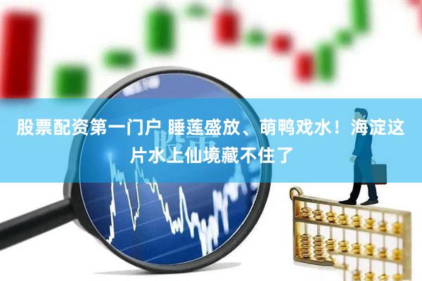 股票配资第一门户 睡莲盛放、萌鸭戏水！海淀这片水上仙境藏不住了