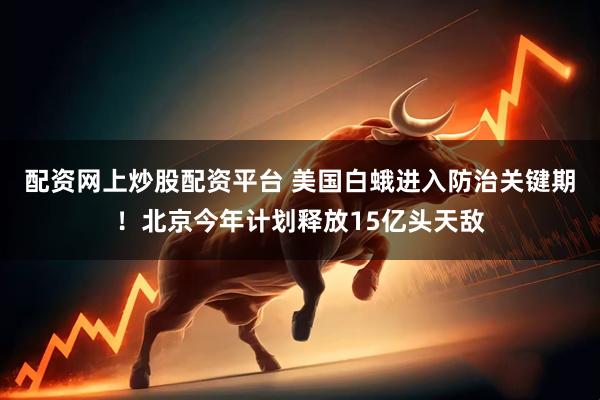 配资网上炒股配资平台 美国白蛾进入防治关键期！北京今年计划释放15亿头天敌